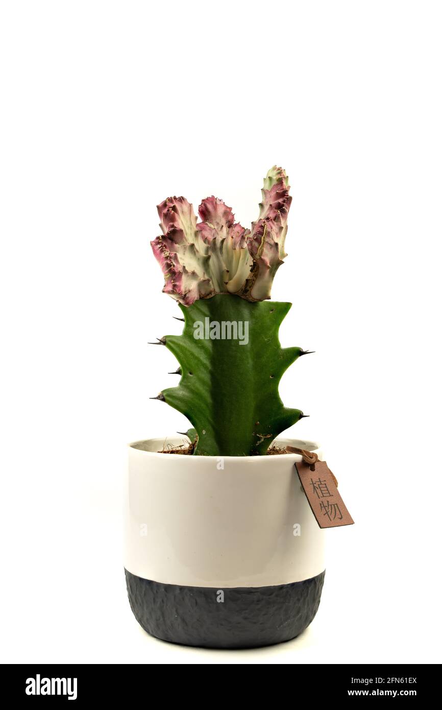 euphorbia lactea dans pot avec fond blanc Banque D'Images