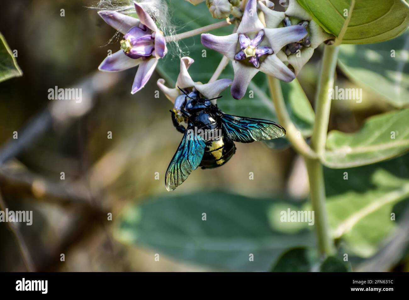 Vue rapprochée de Bumble Bee ou Carpenter Bee ou Xylocopa valgaon sur Calotropis procera ou pomme de Sodome fleurs. Perché sur fleurs photos et Bumbl Banque D'Images