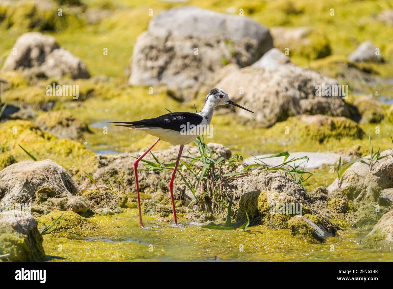 Pilotis à ailes noires, se nourrissant dans une rivière Rio gordo, Malaga, Espagne. Banque D'Images