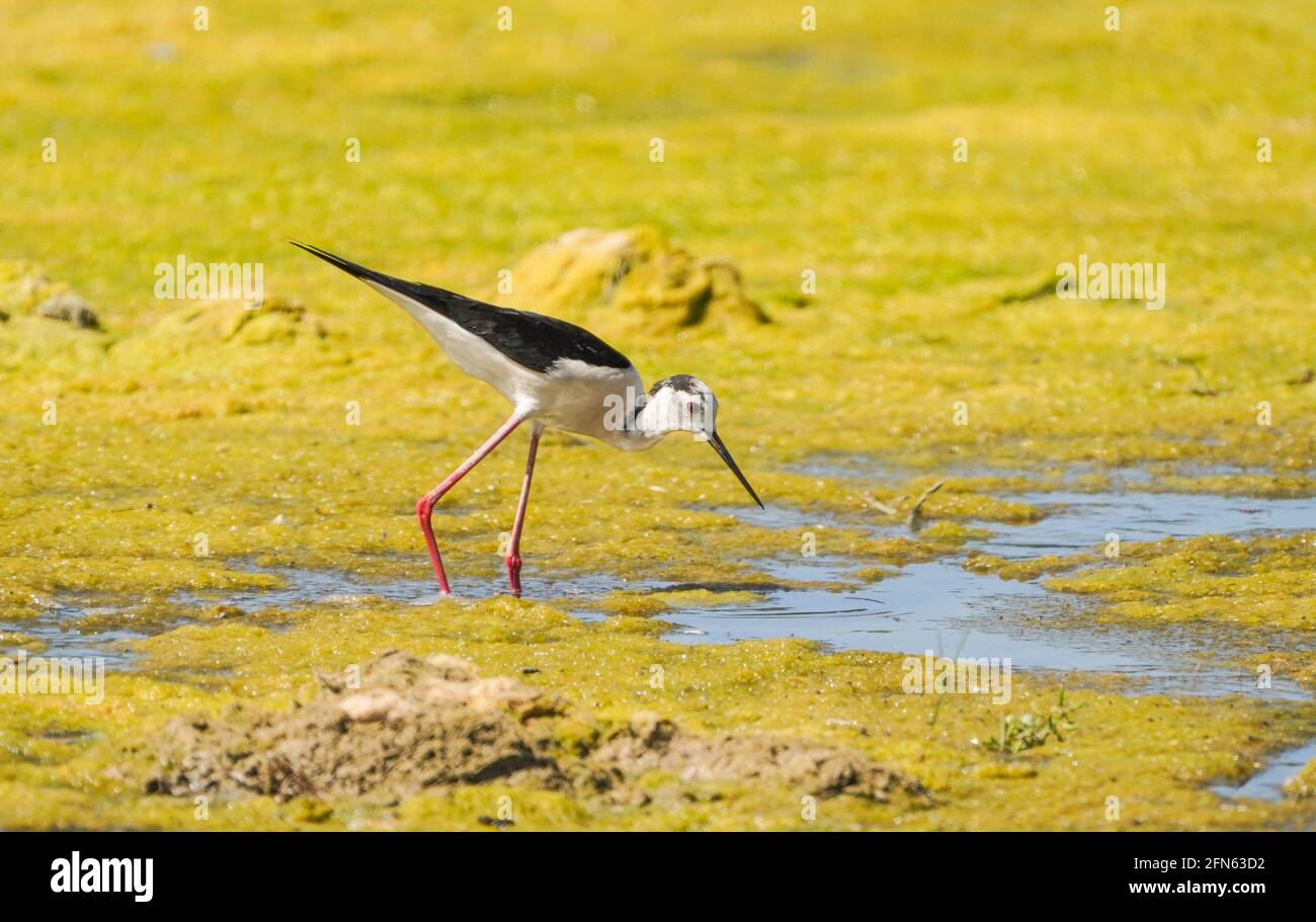 Pilotis à ailes noires, se nourrissant dans une rivière Rio gordo, Malaga, Espagne. Banque D'Images