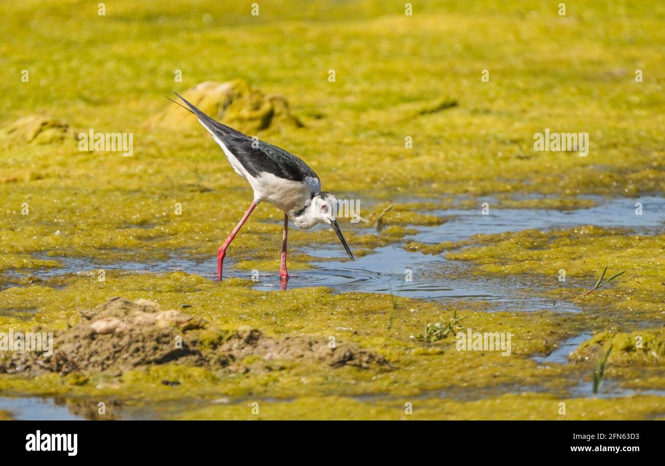 Pilotis à ailes noires, se nourrissant dans une rivière Rio gordo, Malaga, Espagne. Banque D'Images