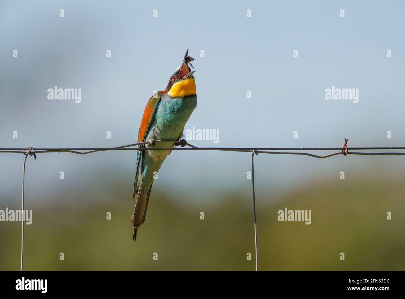 European Bee-eater (Merops apiaster) avalant un insecte, Andalousie, Espagne. Banque D'Images