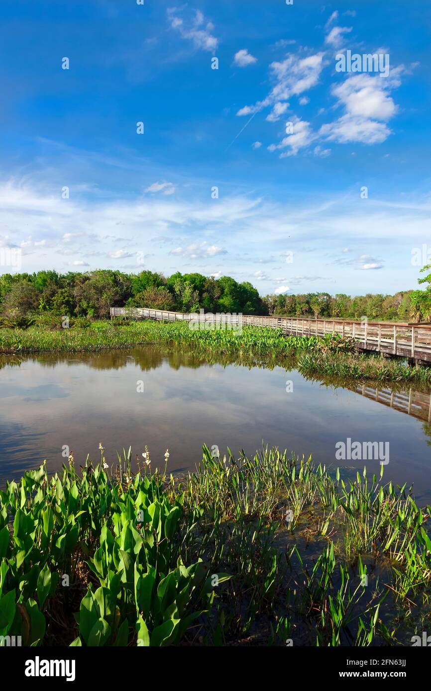 Promenade surélevée dans le Green Cay nature Center et Wetlands, Boynton Beach, comté de Palm Beach, Floride, États-Unis. Banque D'Images