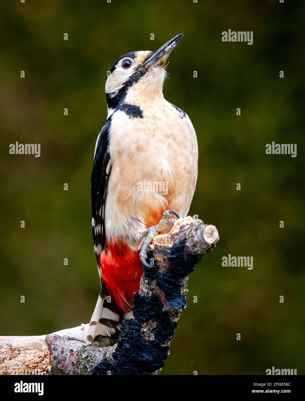 Great Spotted Woodpecker Banque D'Images