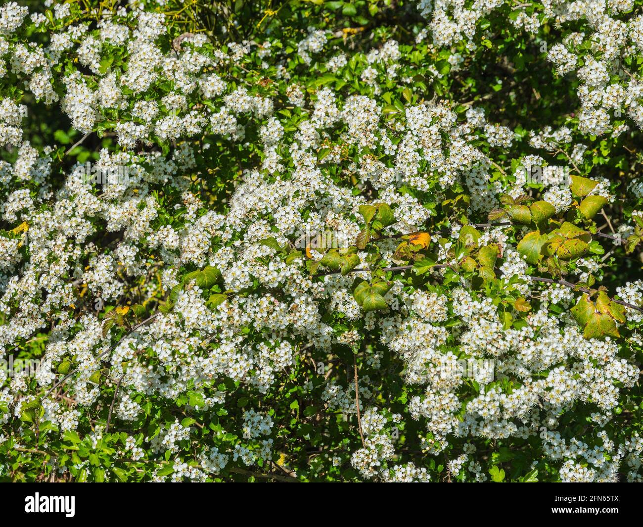 Arbre de Hawthorn (May Blossom) en pleine fleur. Banque D'Images