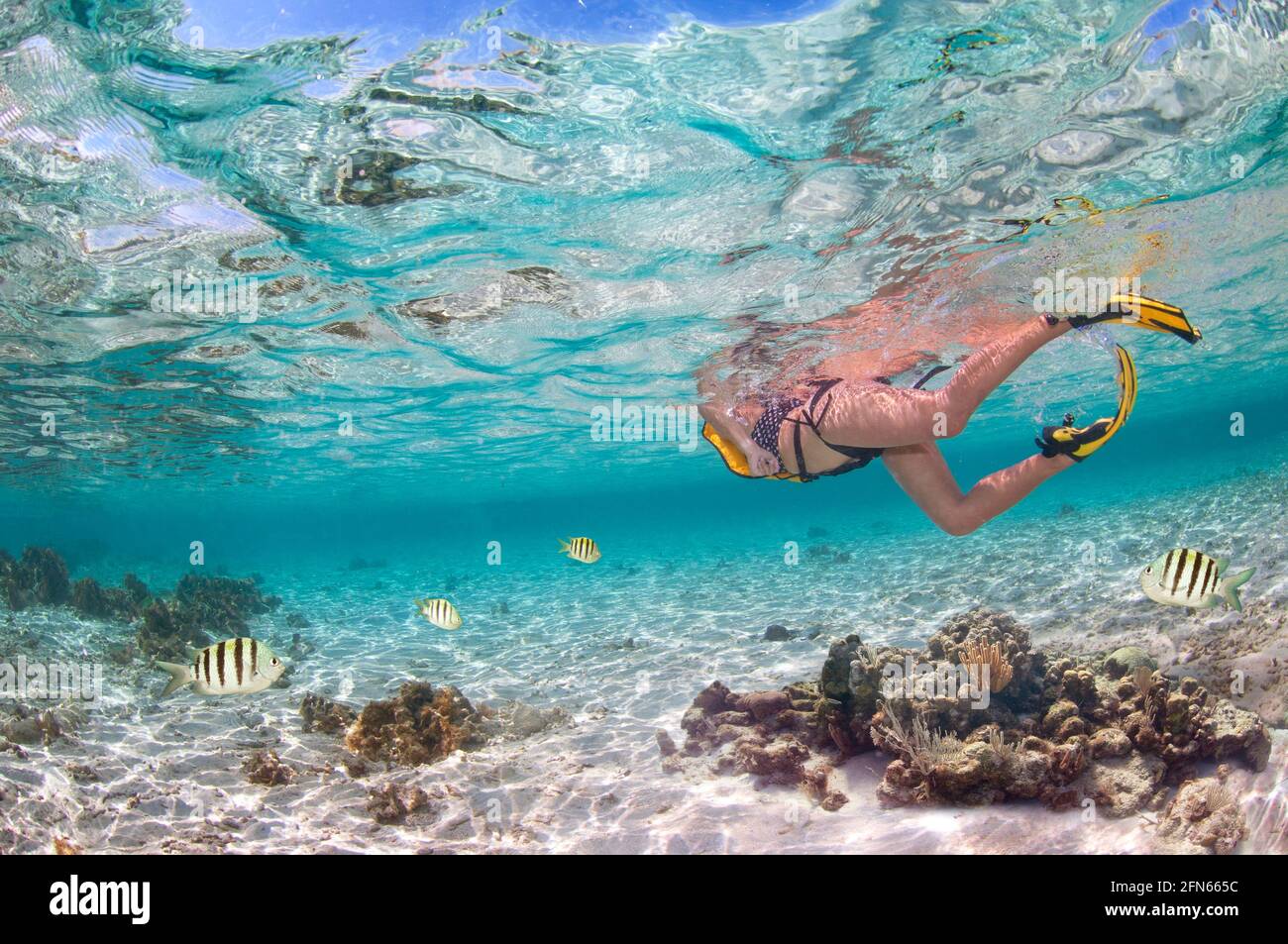 Des femmes qui font de la plongée en apnée dans la mer des Caraïbes Banque D'Images