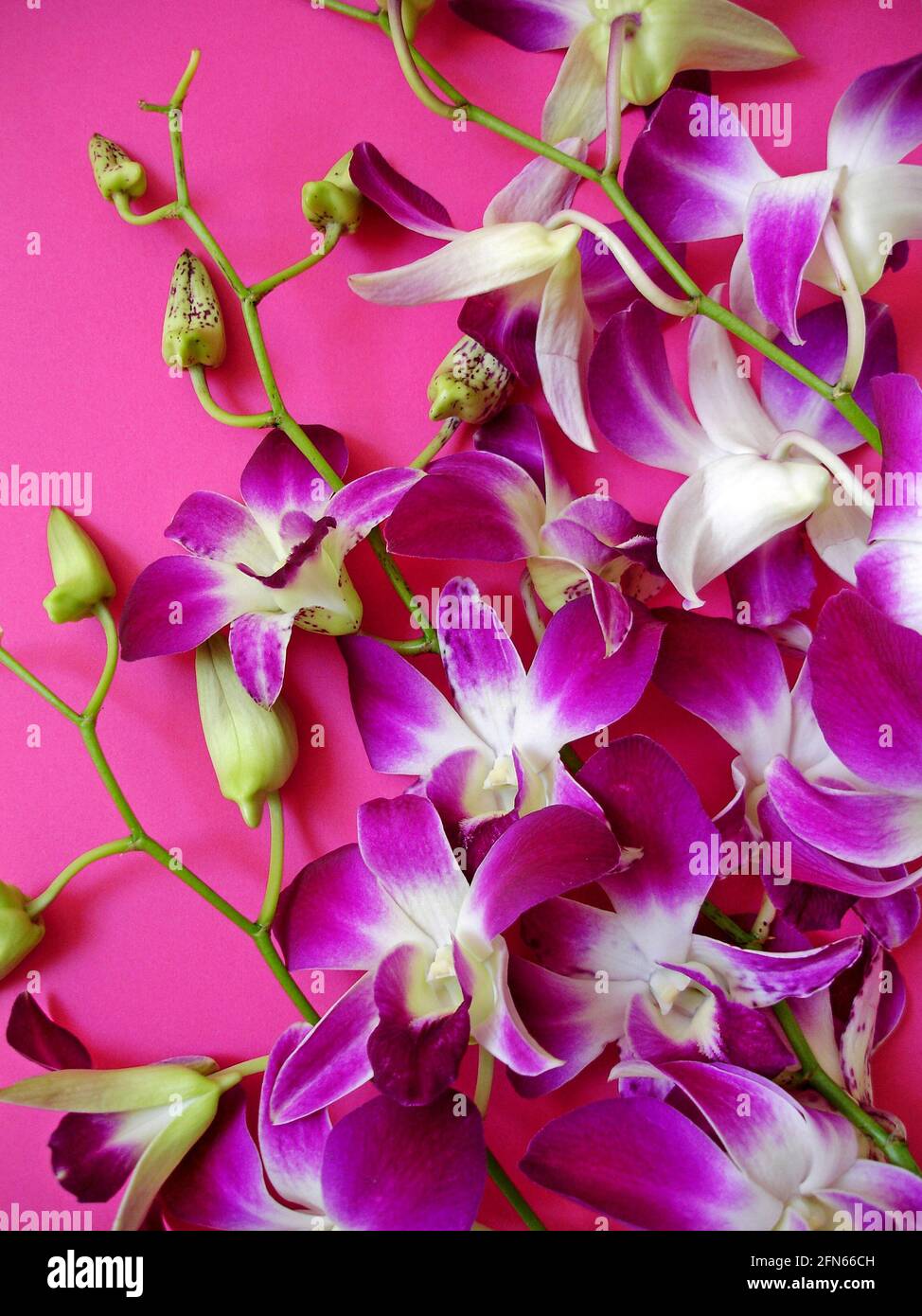 Bouquet d'orchidées roses et blanches Banque D'Images Bouquet d'orchidées roses et blanches Banque D'Images