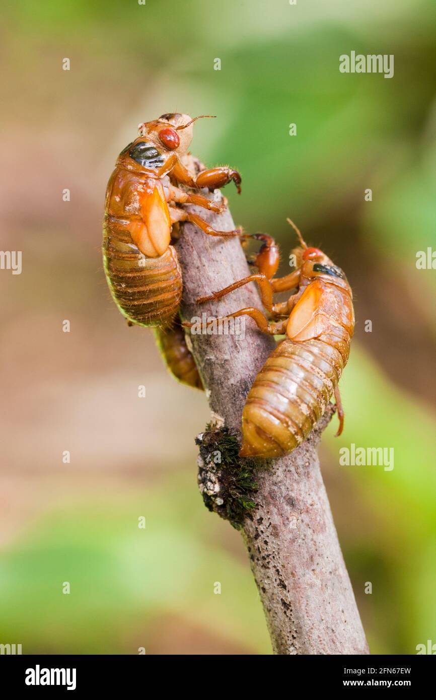 Brood X cicada (Magicicada) nymphe stage, mai 2021 - Virginia USA Banque D'Images