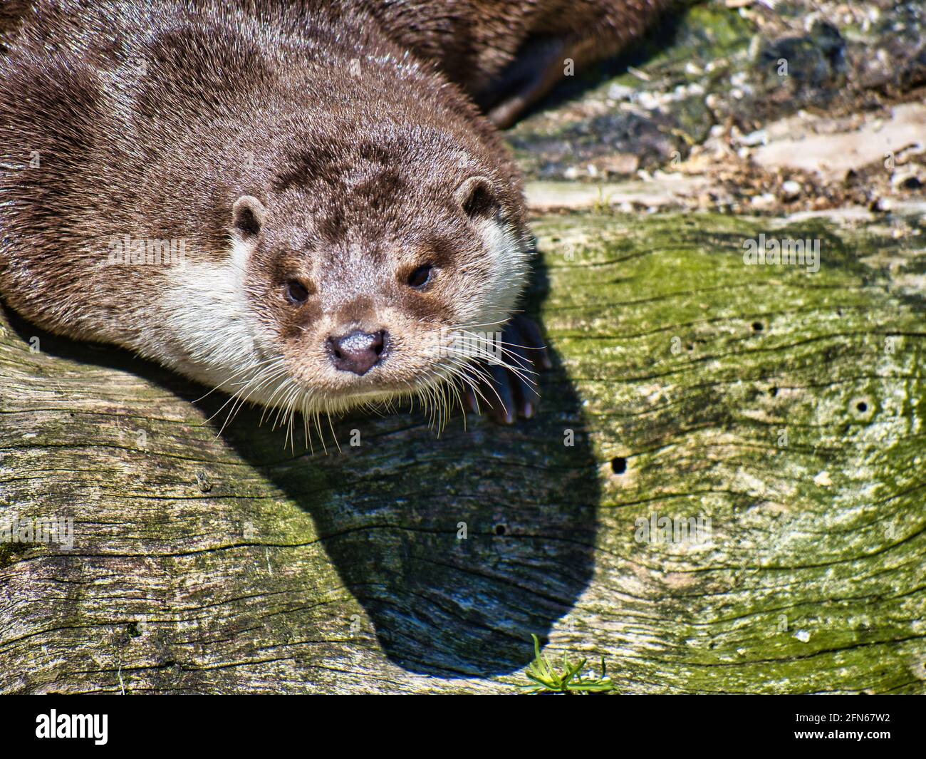 Loutre de rivière eurasien tout en prenant le soleil Banque D'Images