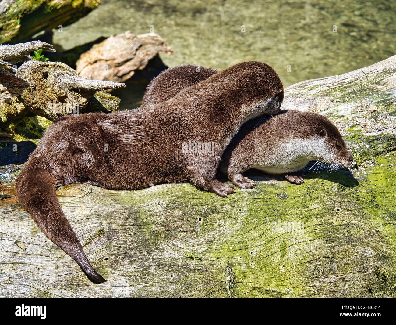 Loutre de rivière eurasien tout en prenant le soleil Banque D'Images