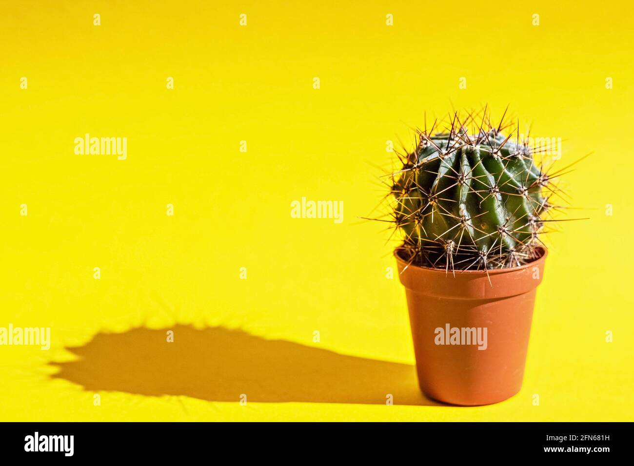 Cactus dans un pot de fleurs sur fond jaune. Banque D'Images