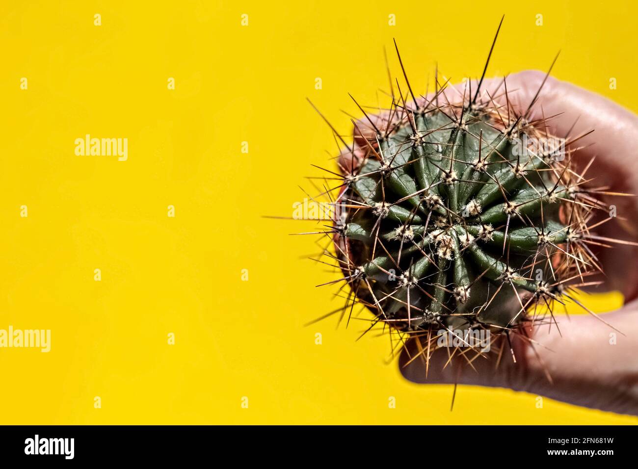 Un cactus dans un pot de fleurs est tenu par une main géante sur fond jaune. Vue de dessus. Banque D'Images