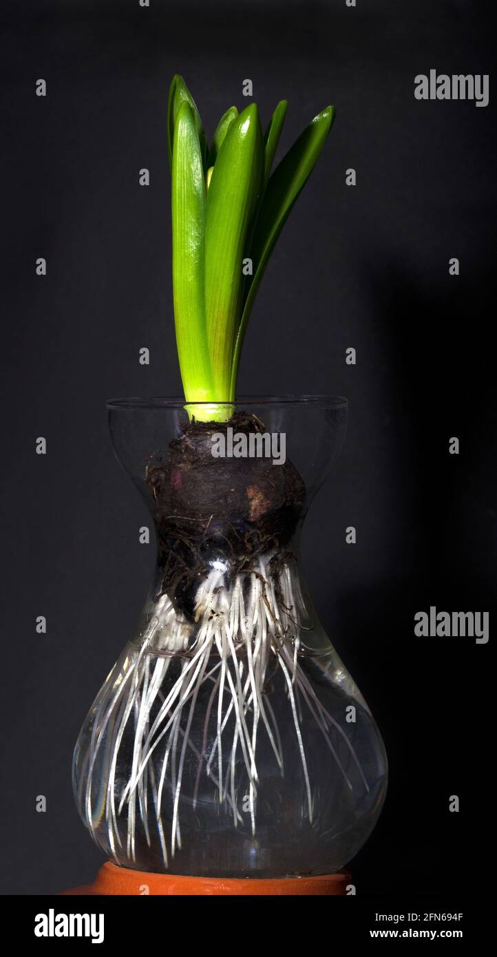 Le bulbe jacinthe tire ses racines dans un vase en verre Banque D'Images