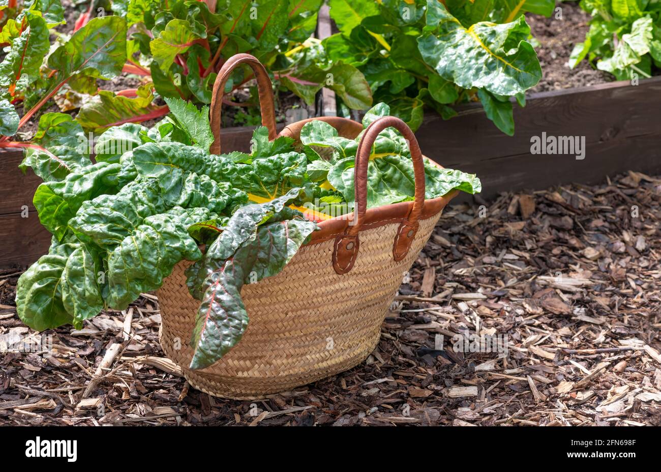 produits biologiques légumes frais crus cultivés à la maison recueillis dans un jardin ou allotement montrant le verger arc-en-ciel dans une copie de panier de paille espace à droite Banque D'Images