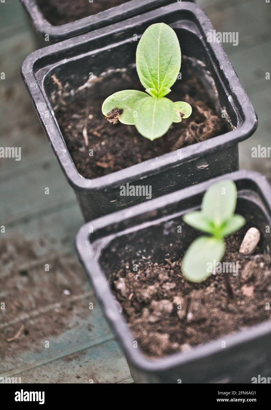 Faire pousser des plants Banque de photographies et d’images à haute — free download