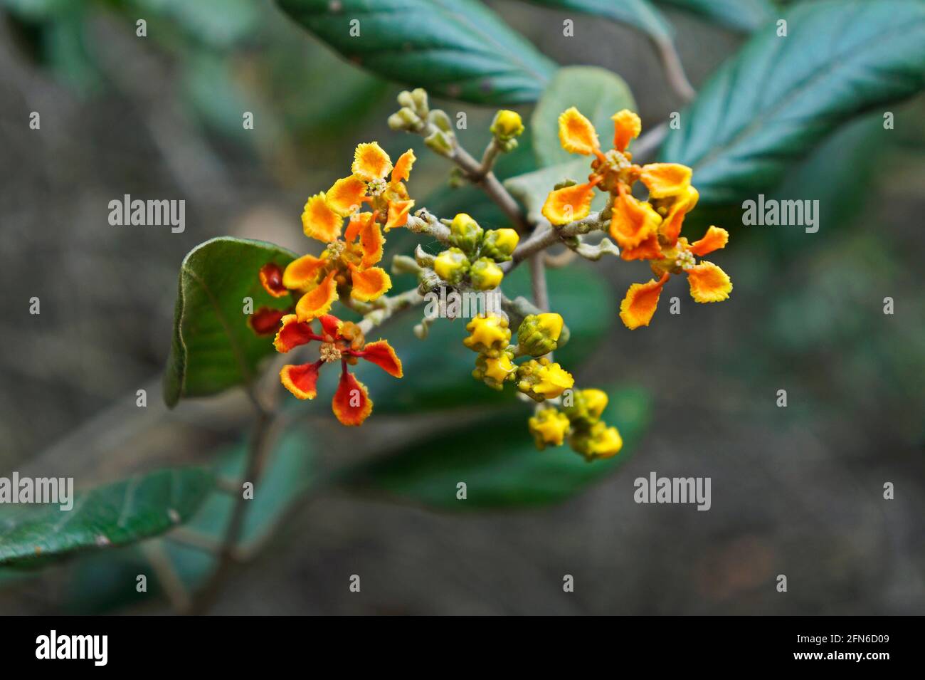 Fleurs sauvages d'orange sur la forêt tropicale Banque D'Images