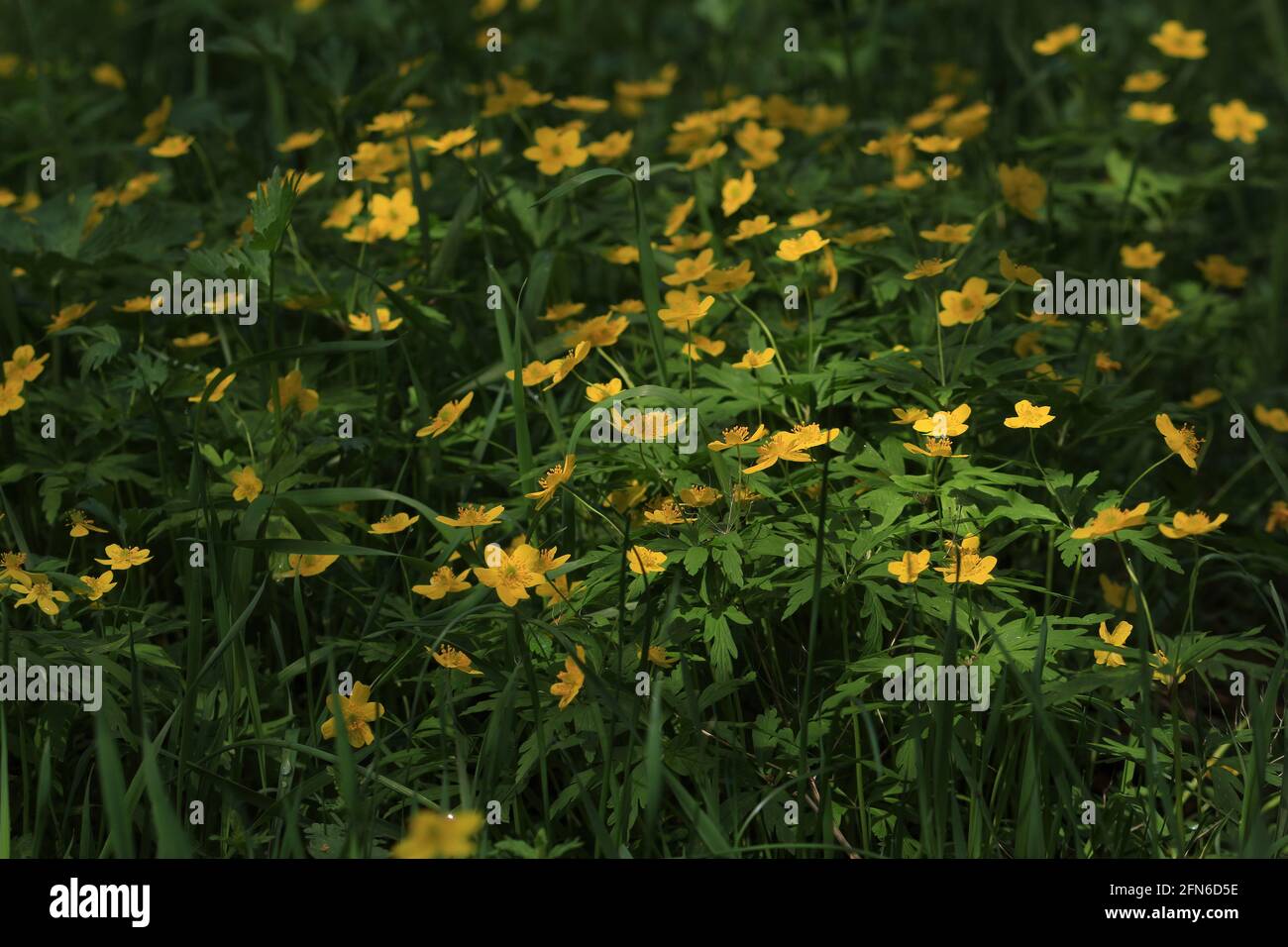 Anemonoides ranunculoides, Anemone jaune, Anemone jaune. Pelouse ensoleillée avec fleurs jaunes et feuillage vert au printemps. Banque D'Images