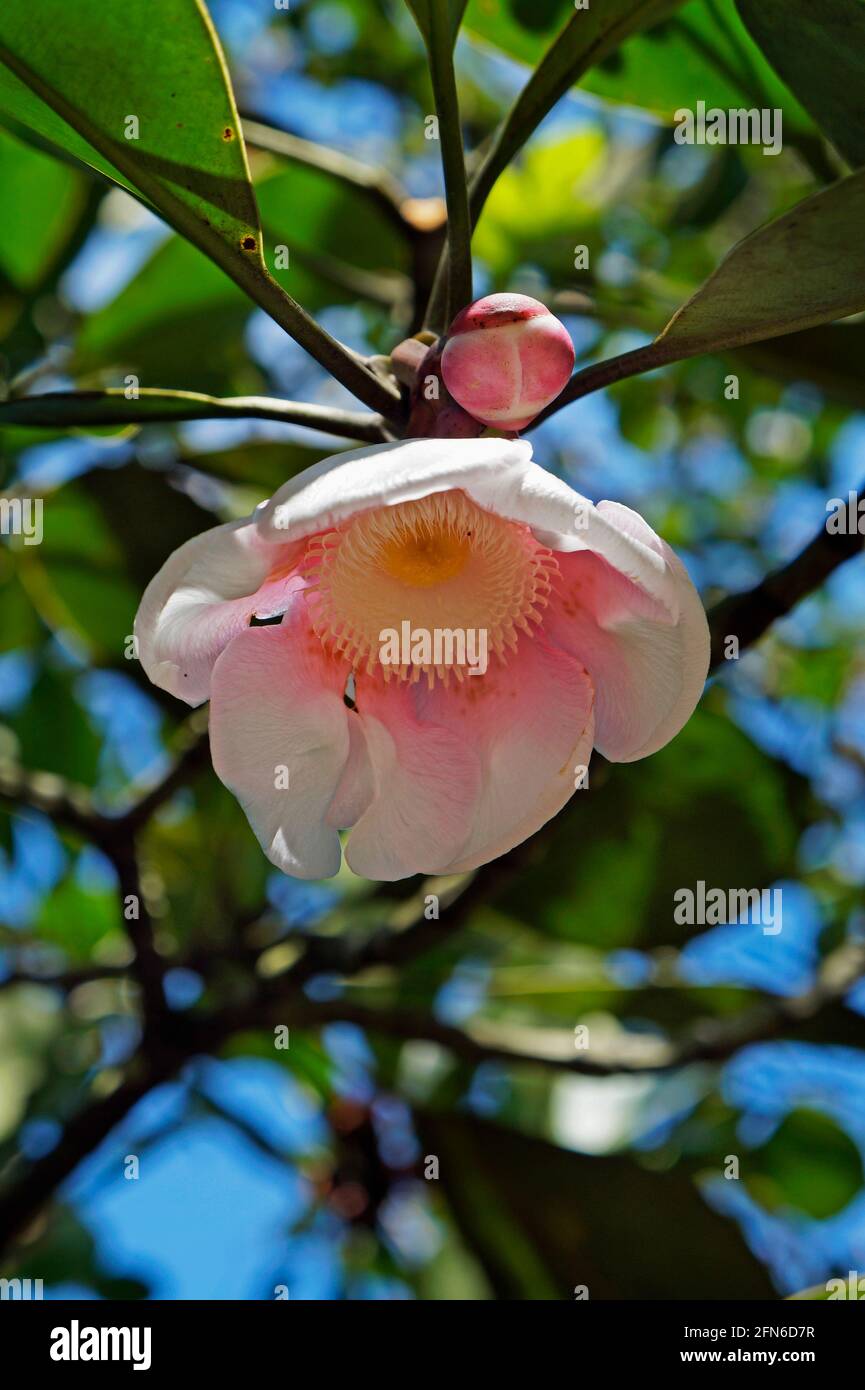 Fleur de Clusia sur arbre (Clusia grandiflora) Banque D'Images Fleur de Clusia sur arbre (Clusia grandiflora) Banque D'Images
