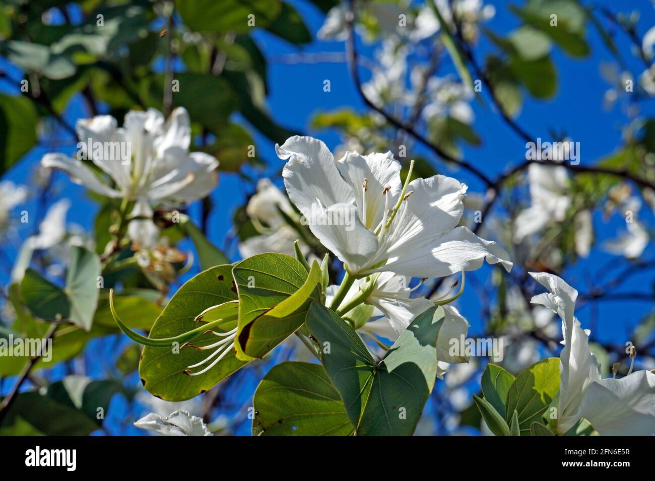 Fleurs d'orchidées blanches (Bauhinia variegata alba) Banque D'Images Fleurs d'orchidées blanches (Bauhinia variegata alba) Banque D'Images