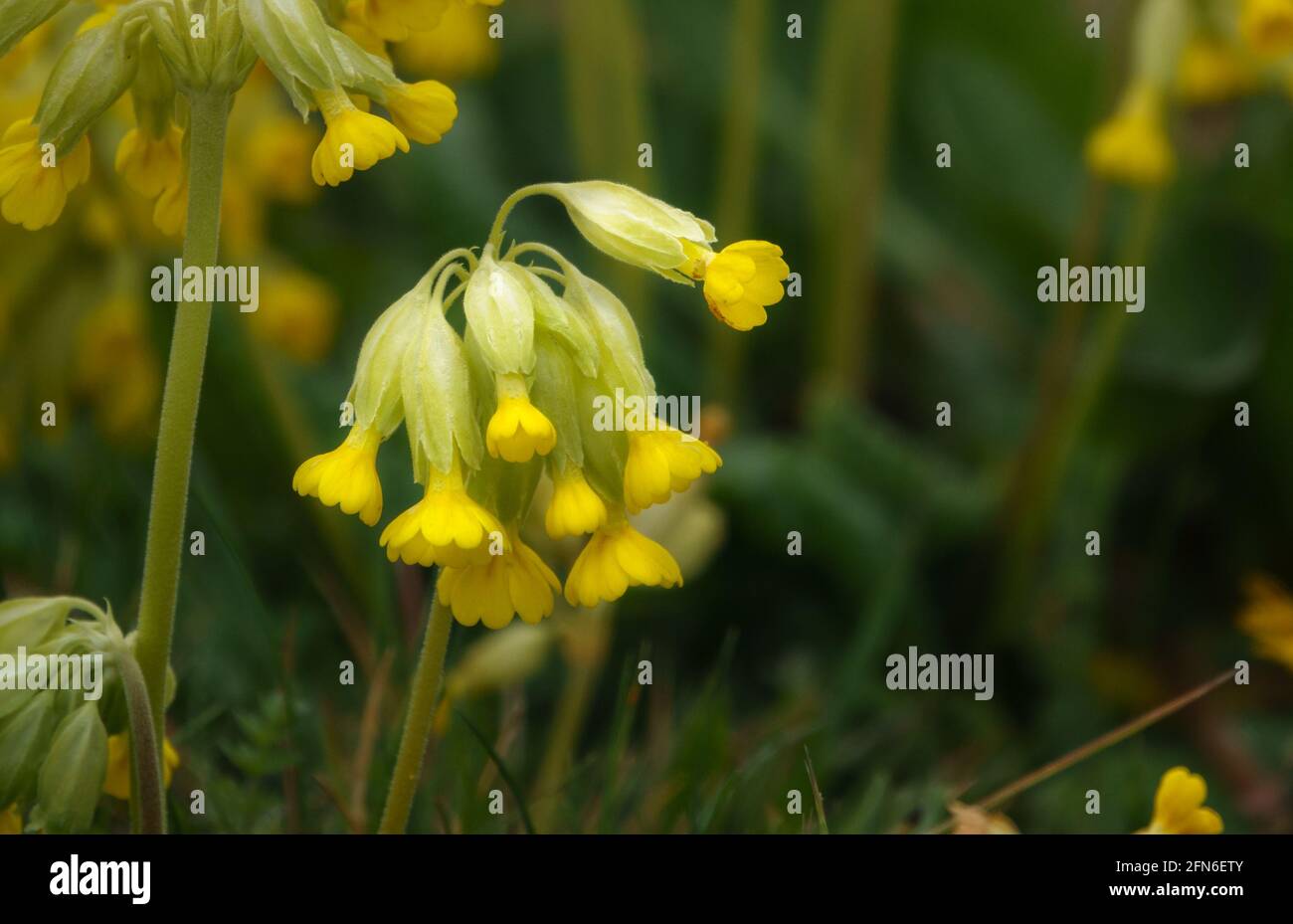 des cowslips de printemps jaune vif qui poussent sauvages dans des prairies ouvertes Aire d'entraînement militaire de Salisbury Plain Banque D'Images