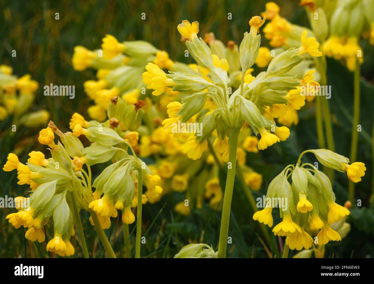 des cowslips de printemps jaune vif qui poussent sauvages dans des prairies ouvertes Aire d'entraînement militaire de Salisbury Plain Banque D'Images