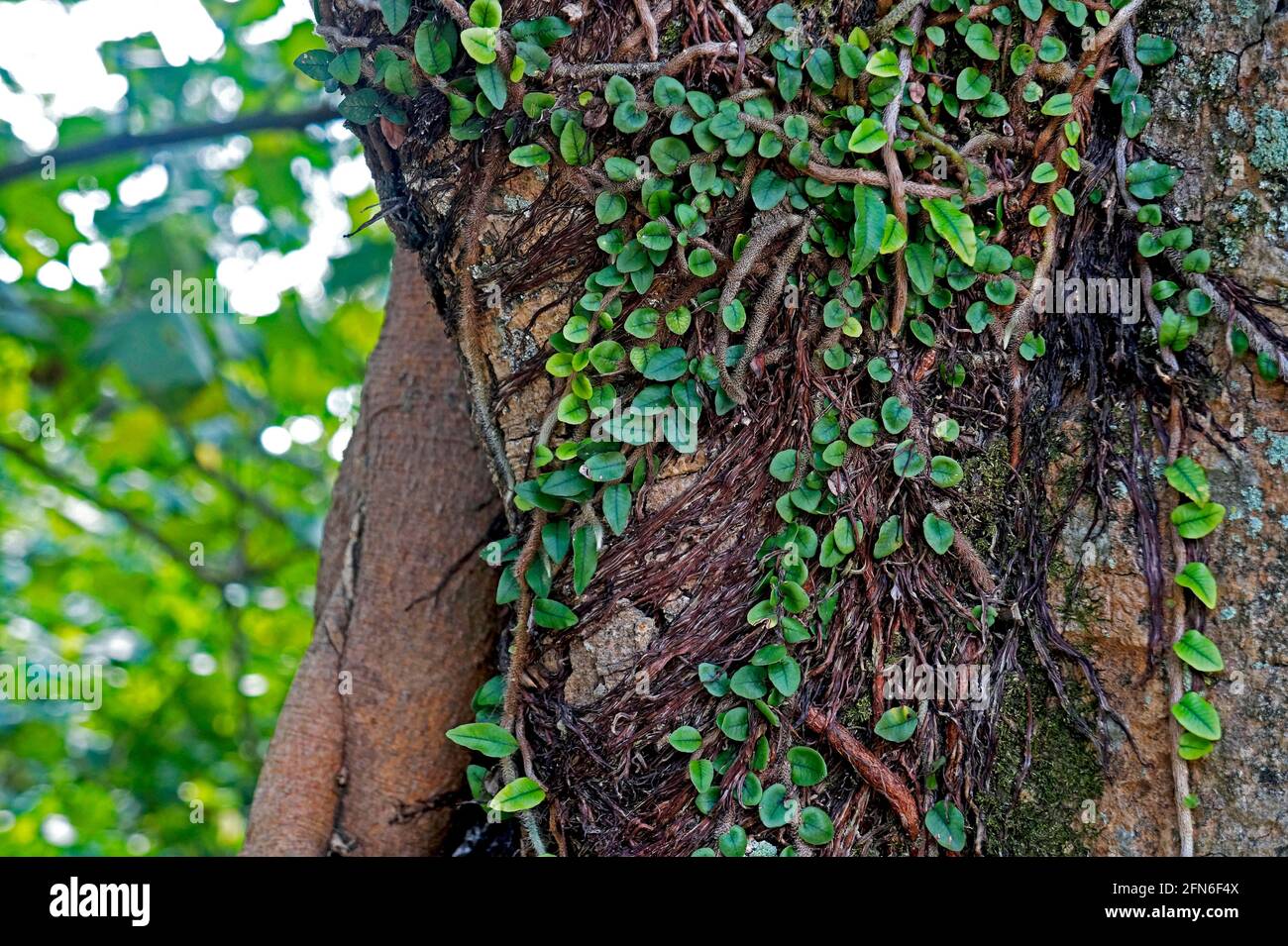 Plantes épiphytiques sur le tronc de l'arbre Banque D'Images