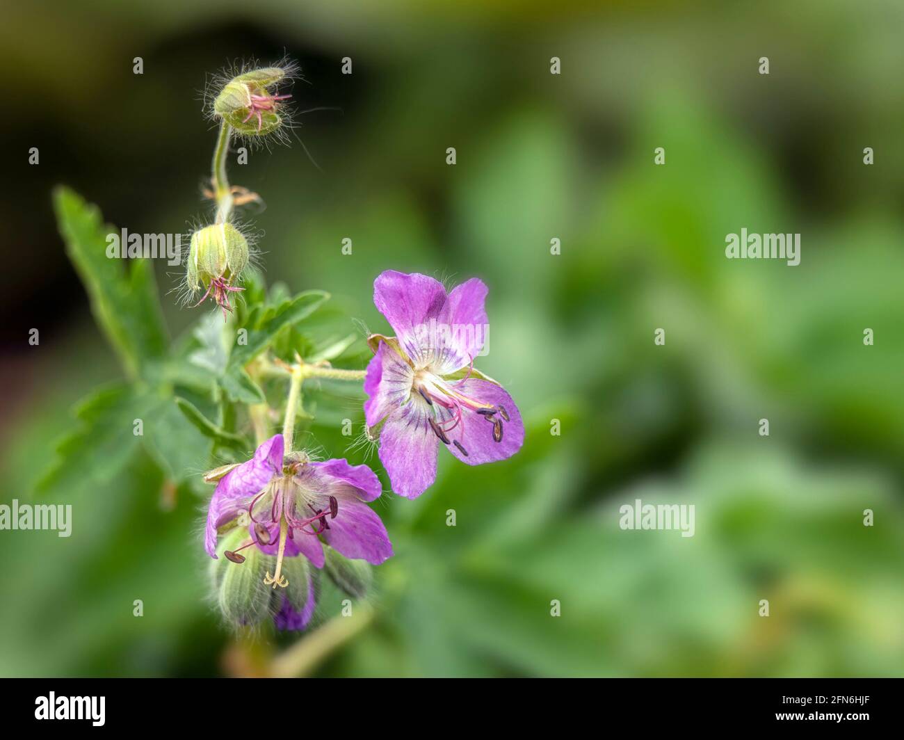 Gros plan des fleurs de Geranium phaeum lividum 'Magus' au printemps Banque D'Images