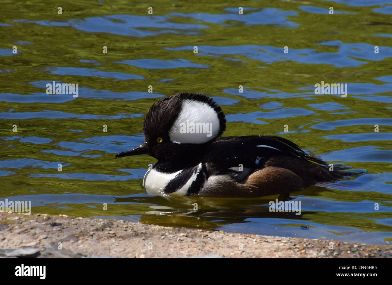Homme merganser à capuchon dans un lac. Banque D'Images