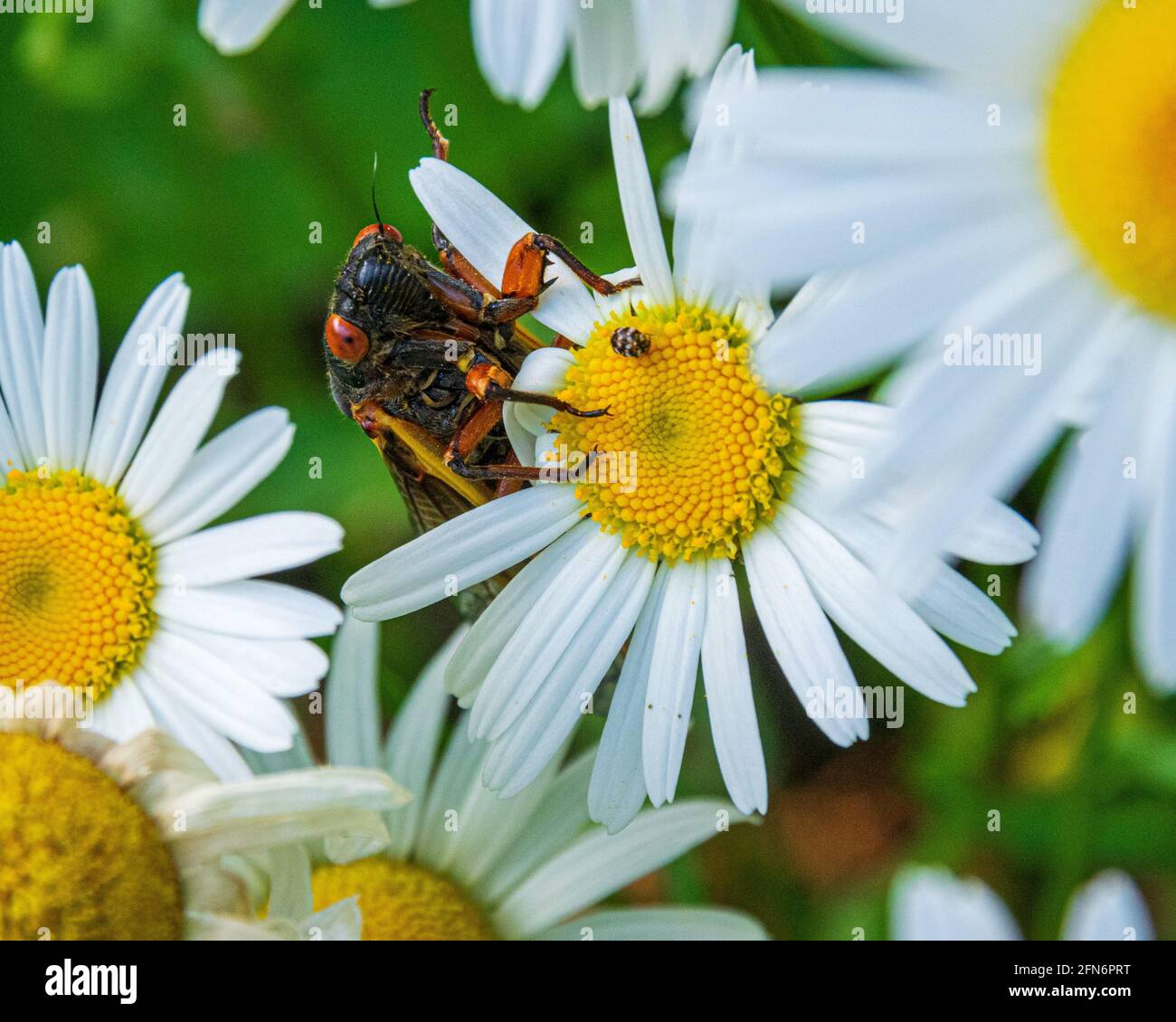 Brood X cigadas (Magicicada), sur shasta Daisy, Alexandrie, Virginie Banque D'Images