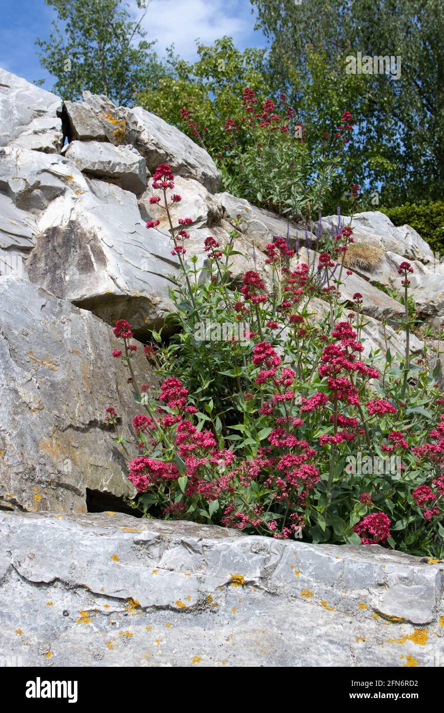 Plantes à fleurs de ruber Centranthus sur les rochers. Fleurs valériennes rouges. Banque D'Images