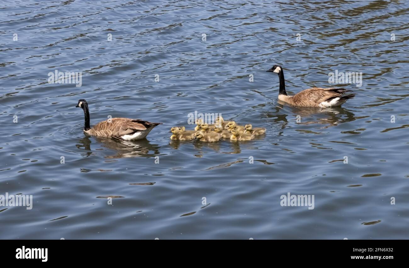 la famille branta canadensis de l'oie de campagne pour nager Un jour de printemps ensoleillé à Irvine en Californie Banque D'Images