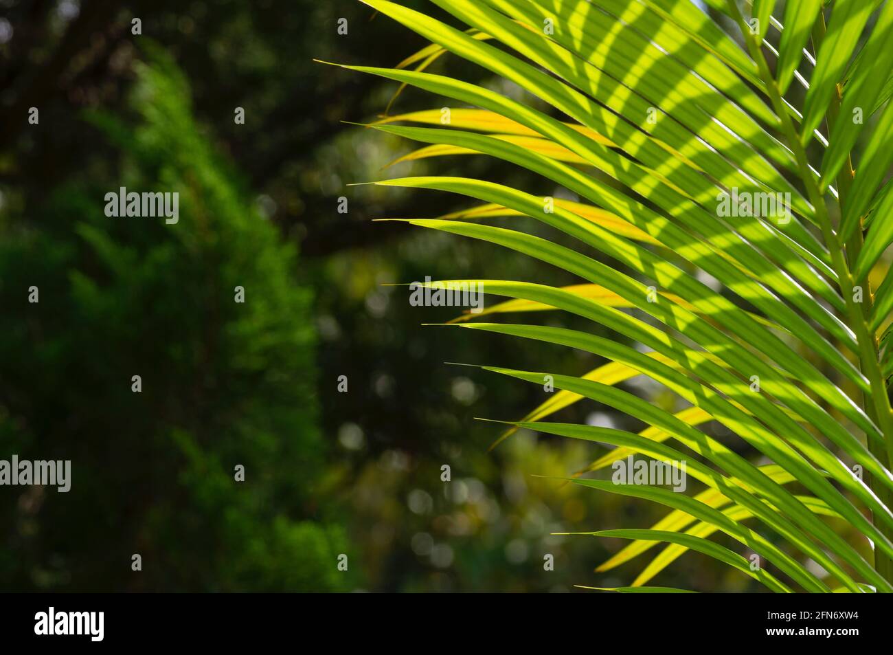 Feuilles de palmier jaune (Dypsis lutescens) foyer choisi, également connu sous le nom de