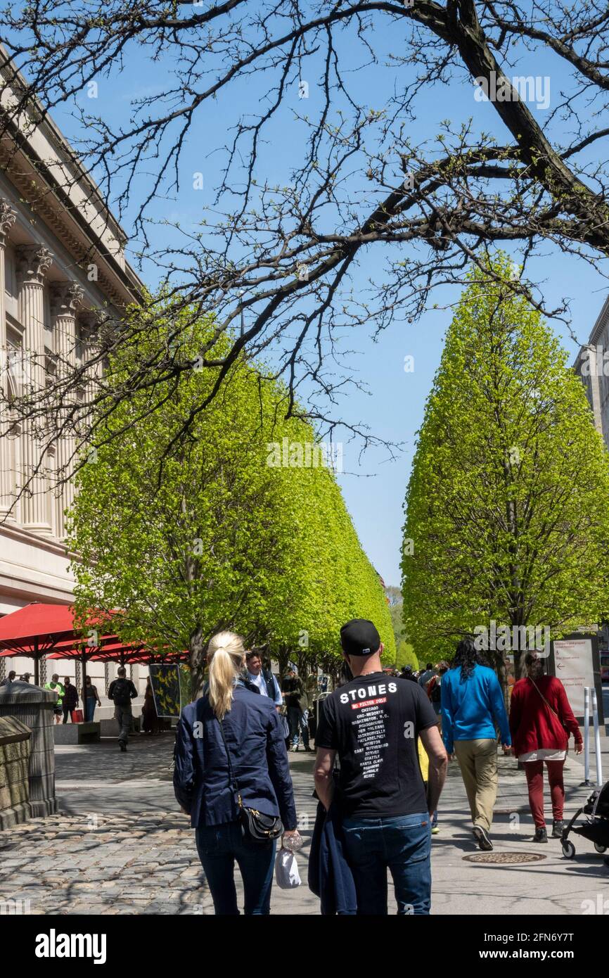 Les London plane Trees sont un vert clair en face du Metropolitan Museum of Art au printemps, New York City, États-Unis Banque D'Images