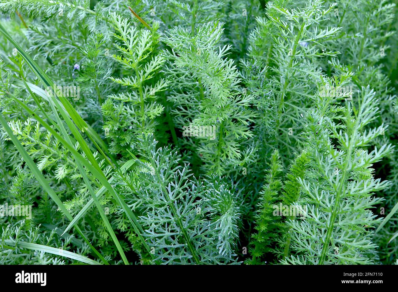 Achillea millefolium LAISSE SEULEMENT Common Yarrow – finement disséquées comme des feuilles vertes fernifères, mai, Angleterre, Royaume-Uni Banque D'Images