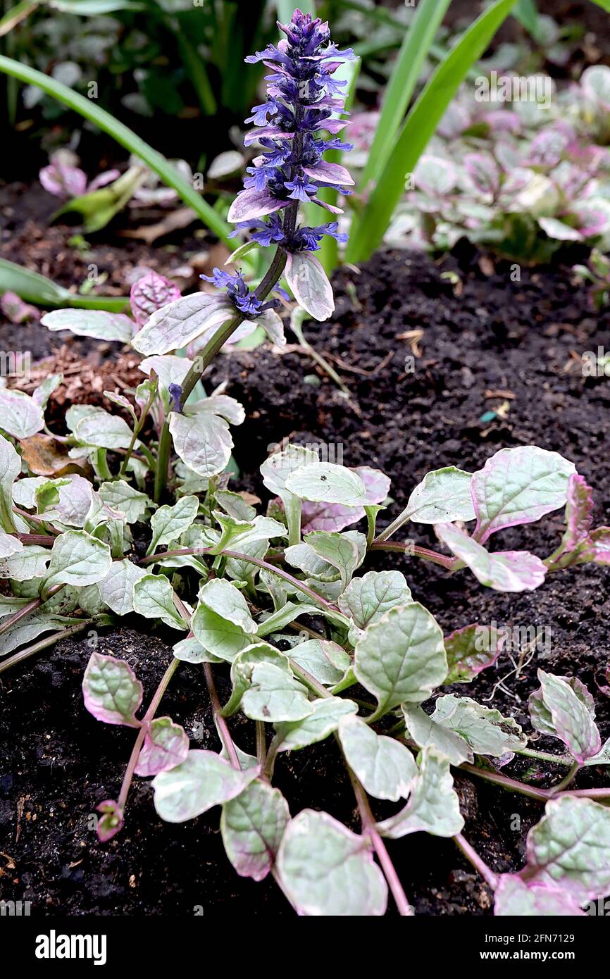 Ajuga reptans «Bourgogne Glow» bugle Herbe Bourgogne Glow – tourbillons de fleurs violettes à deux lèvres et feuillage variégé, mai, Angleterre, Royaume-Uni Banque D'Images