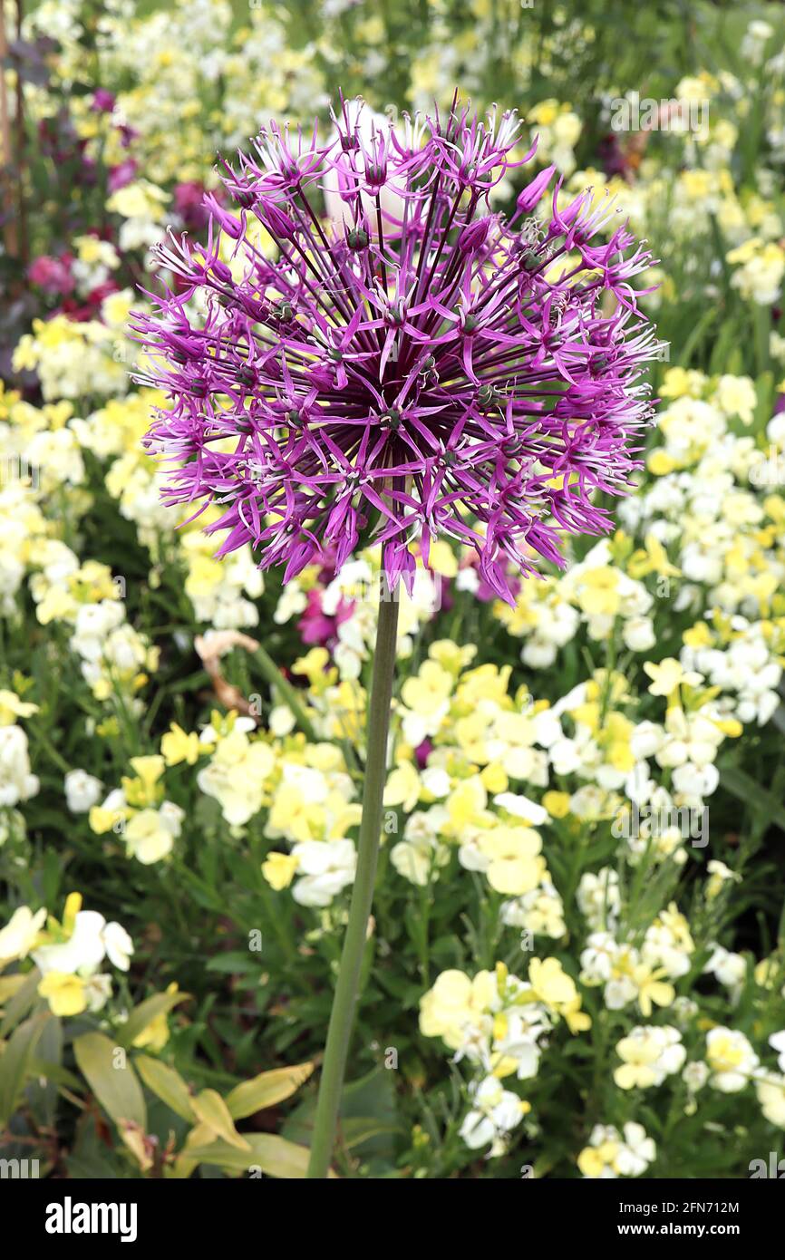 Allium rosenbachianum osteny oignon persan – fleurs roses violettes avec pétales très minces en ombel sphérique, mai, Angleterre, Royaume-Uni Banque D'Images