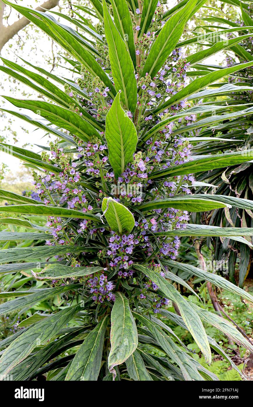 Echium pininana le brillant de vipère géant – jeune plante avec couronne de longues feuilles en forme de lance, mai, Angleterre, Royaume-Uni Banque D'Images