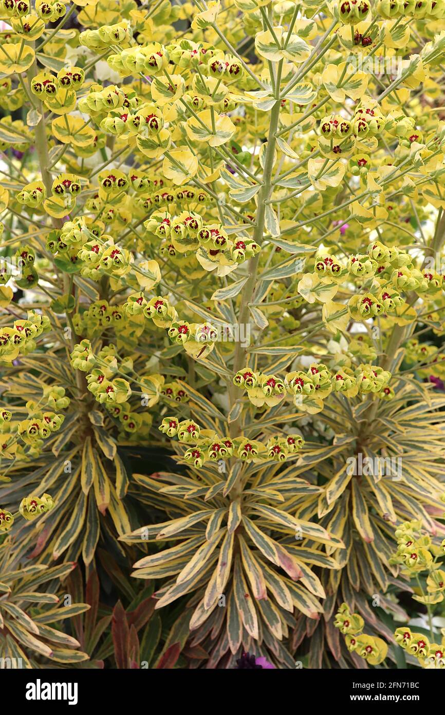 Euphorbia chacias ‘Tigre de Tasmanie’ Spurge Tigre de Tasmanie – fleurs jaunes crémeuses et feuilles en forme de lance variégées, mai, Angleterre, Royaume-Uni Banque D'Images