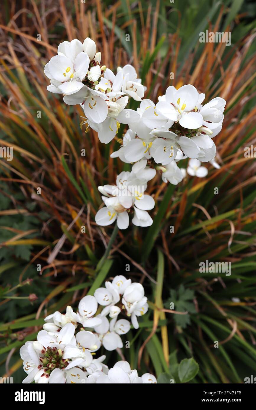 Libertia chilensis fleur de satin de Nouvelle-Zélande – grappes de fleurs blanches brillantes et de feuilles linéaires, mai, Angleterre, Royaume-Uni Banque D'Images