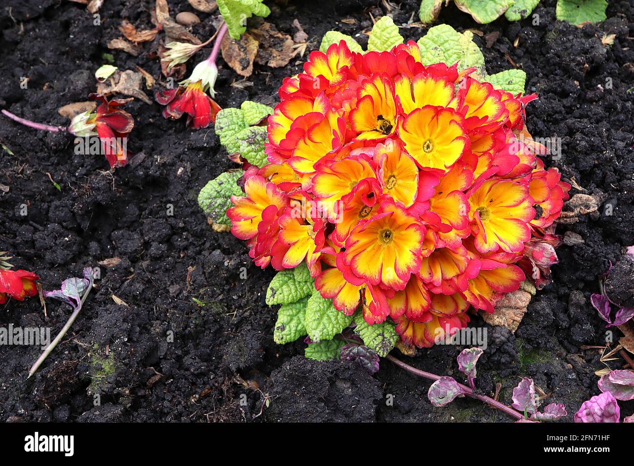 Primula polyanthus «Firecracker» Primrose polyanthus Firecracker – grappe de fleurs jaunes aux reflets orange et aux bords rouges, mai, Angleterre, Royaume-Uni Banque D'Images