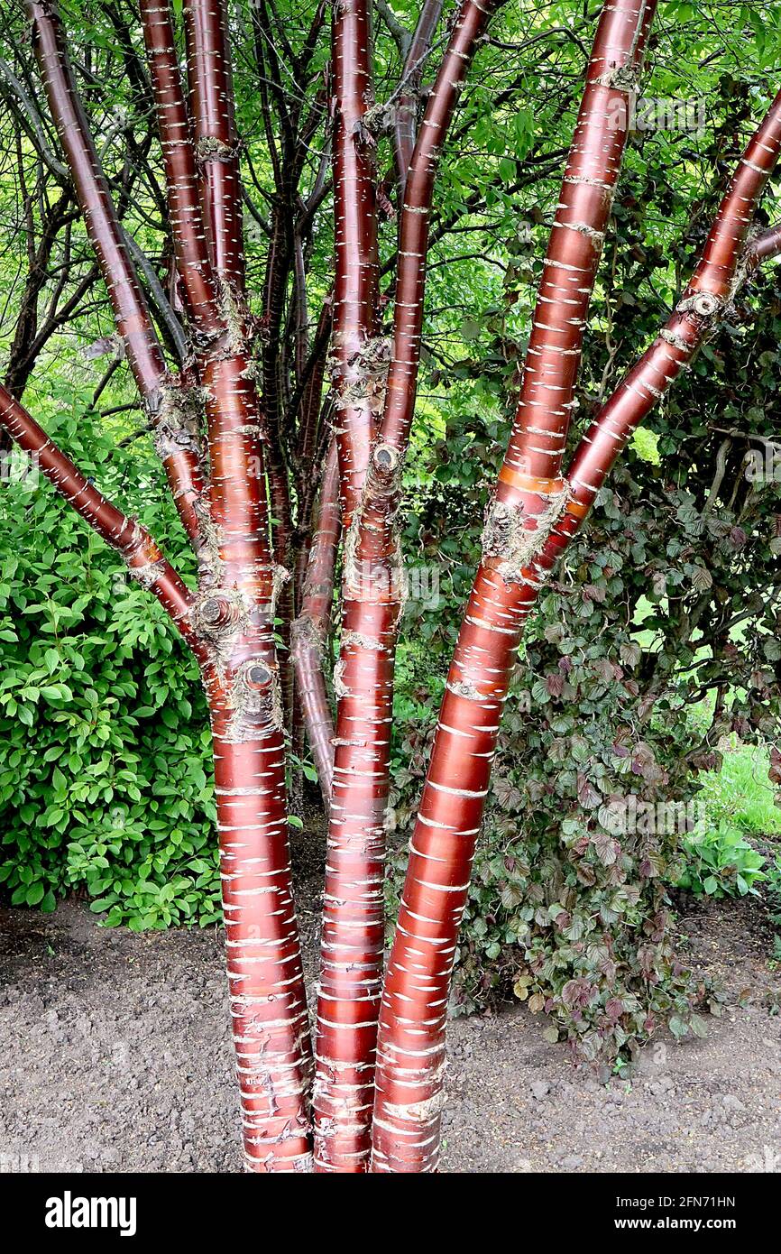 Prunus serrula Cerisier tibétain – écorce d'acajou brillante et multiples lenticelles horizontales, mai, Angleterre, Royaume-Uni Banque D'Images