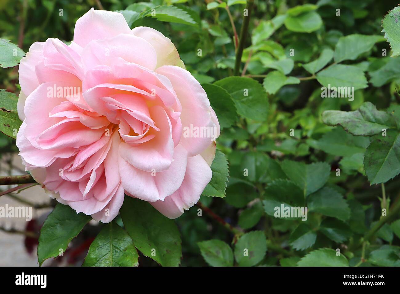 Rosa «Heritage» (S) Rose Heritage – entièrement double rose moyen rose mourante à blanc, mai, Angleterre, Royaume-Uni Banque D'Images