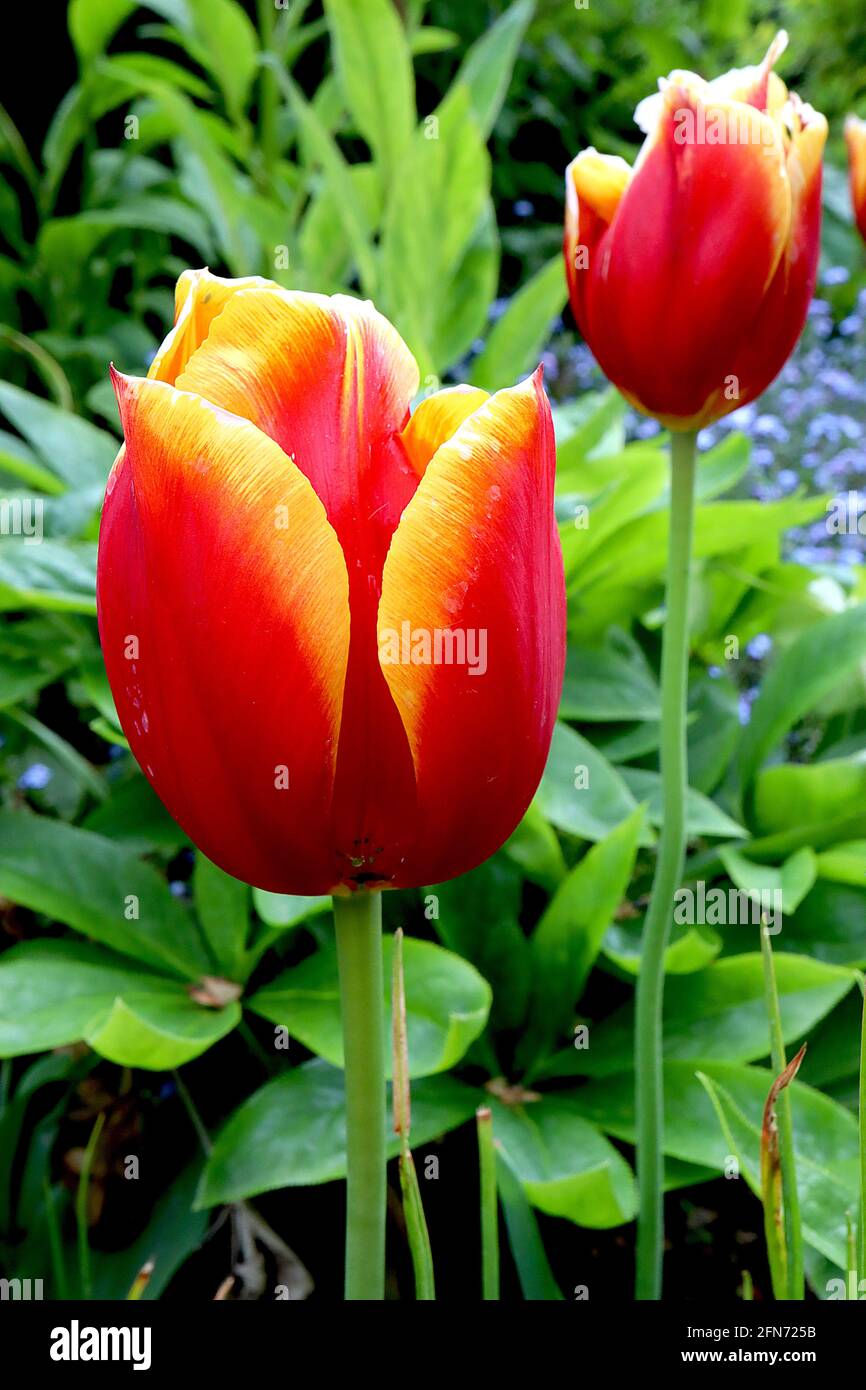 Tulipa ‘Reputation’ Tulip 3 réputation tulipe – fleurs rouges profondes, larges bords jaunes, tige pourpre, mai, Angleterre, ROYAUME-UNI Banque D'Images