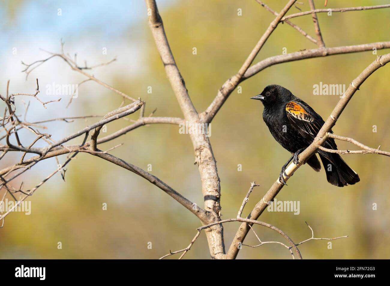 Blackbird ailé rouge, (Agelaius phoeniceus), Jeune Homme, oiseau Banque D'Images