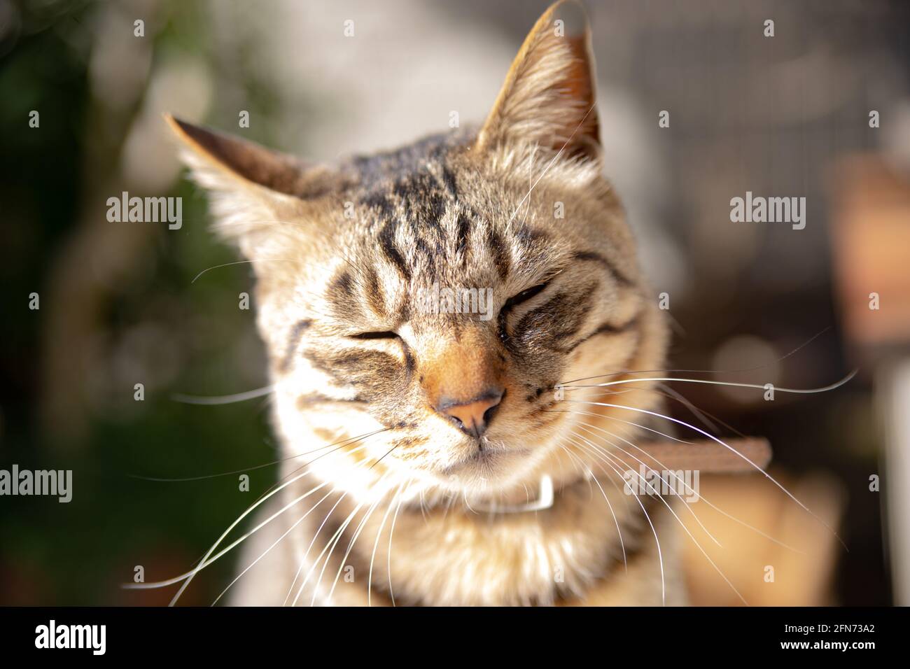 Gros plan d'un chat doux et mignon à rayures brunes avec un visage endormi Banque D'Images