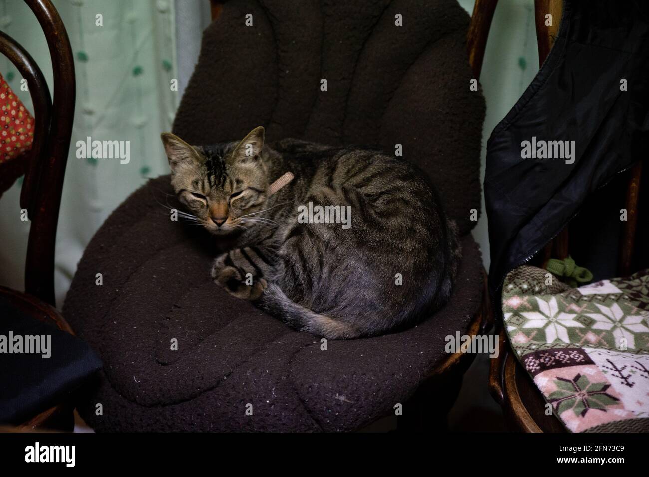 Un chat rayé brun fatigué reposant sur la chaise noire Banque D'Images