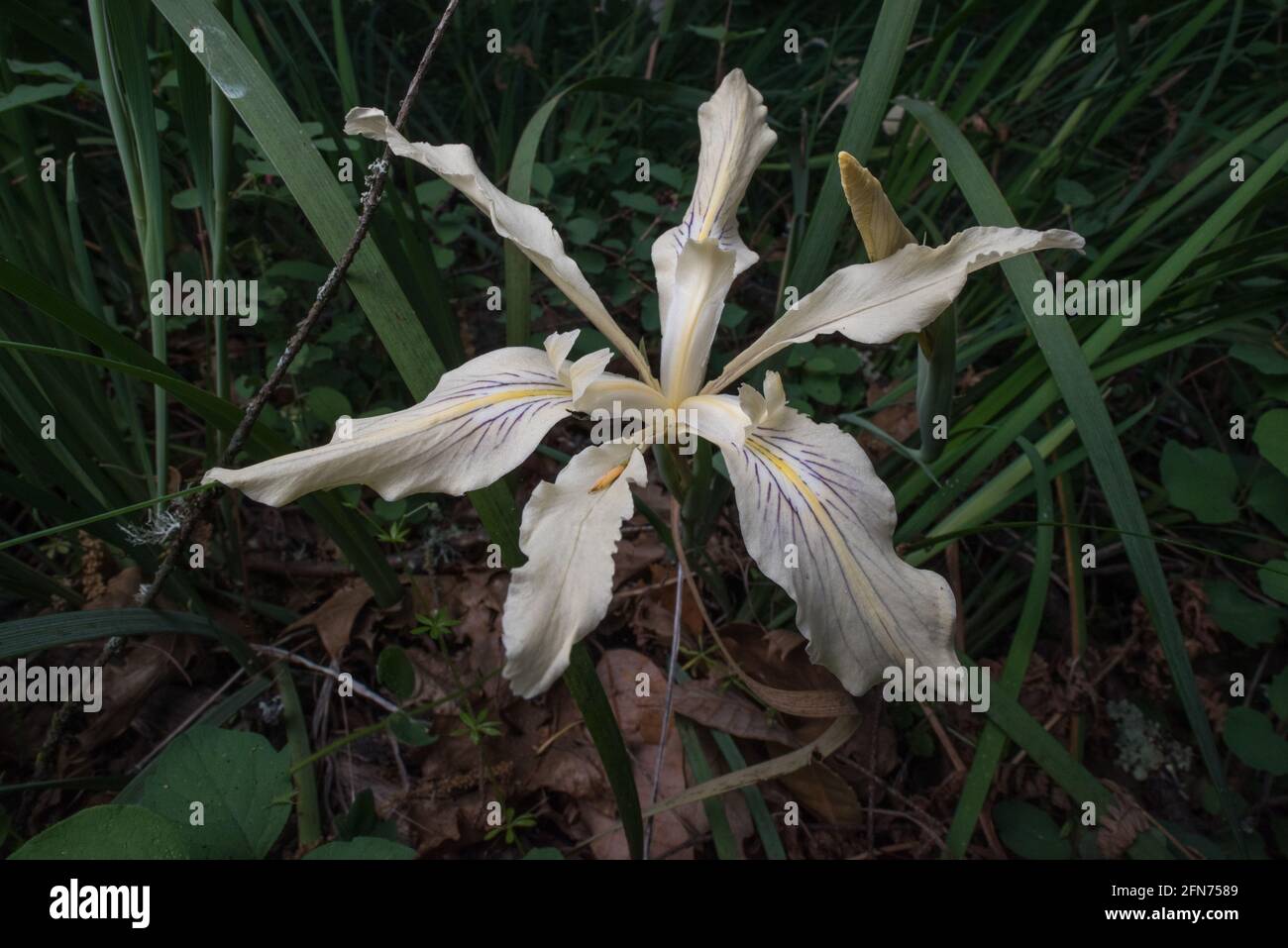 Long Tubed Iris (Iris macrosiphon) une fleur sauvage qui pousse dans la forêt des montagnes de Santa Cruz dans la région de la baie de San Francisco en Californie. Banque D'Images