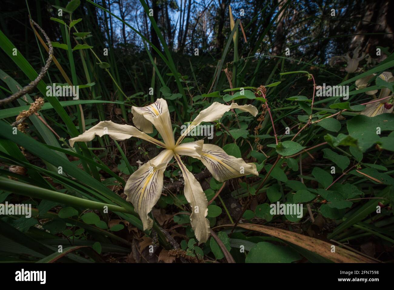 Long Tubed Iris (Iris macrosiphon) une fleur sauvage qui pousse dans la forêt des montagnes de Santa Cruz dans la région de la baie de San Francisco en Californie. Banque D'Images
