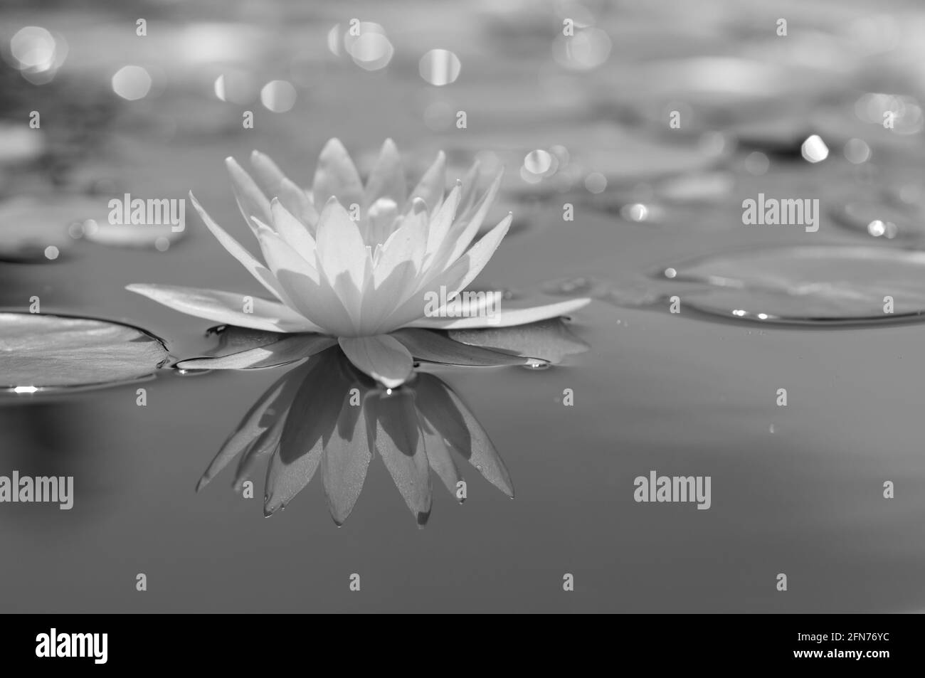 Nénuphar blanc (en monochrome) Banque D'Images