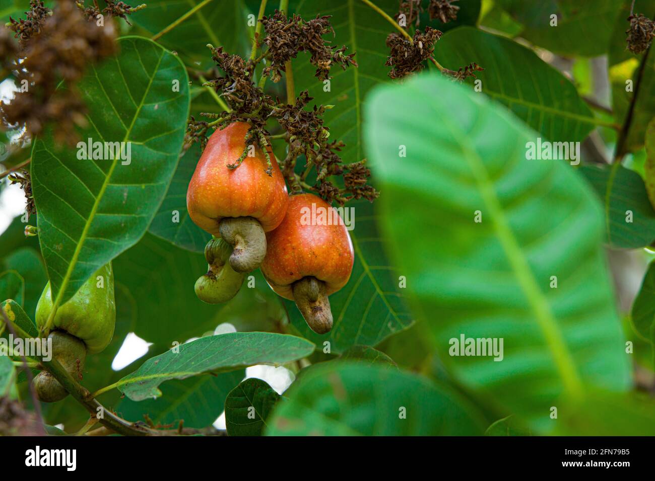 Arbre à noix de cajou, rempli de fruits rouges Photo Stock Alamy Arbre à noix de cajou, rempli de fruits rouges Photo Stock Alamy